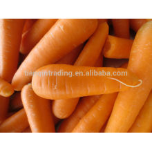 Export/ Supply Fresh China Carrot